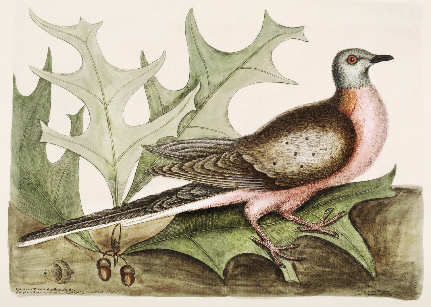 Pigeon of Passage (Palumbus Migratorius) from The Natural History of Carolina, Florida, and the Bahama Islands (1754) by Mark Catesby