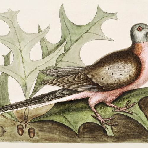 Pigeon of Passage (Palumbus Migratorius) from The Natural History of Carolina, Florida, and the Bahama Islands (1754) by Mark Catesby