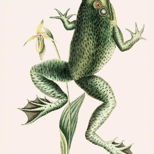 Bull Frog (Rana maxima) from The natural history of Carolina, Florida, and the Bahama Islands (1754) by Mark Catesby