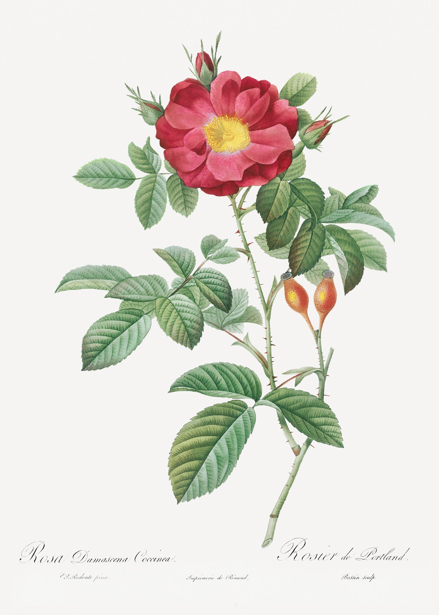 Red Portland Rose, Rosa damascena coccinea from Les Roses (1817-1824) by Pierre-Joseph Redouté