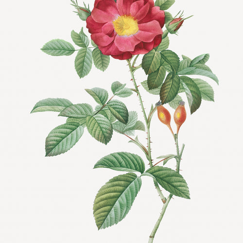 Red Portland Rose, Rosa damascena coccinea from Les Roses (1817-1824) by Pierre-Joseph Redouté