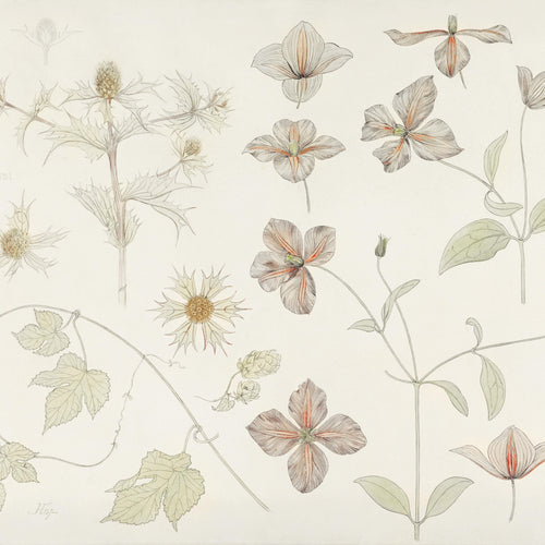 Study sheet with Sea Thistle, Hop and Clematis (1899) by Julie de Graag