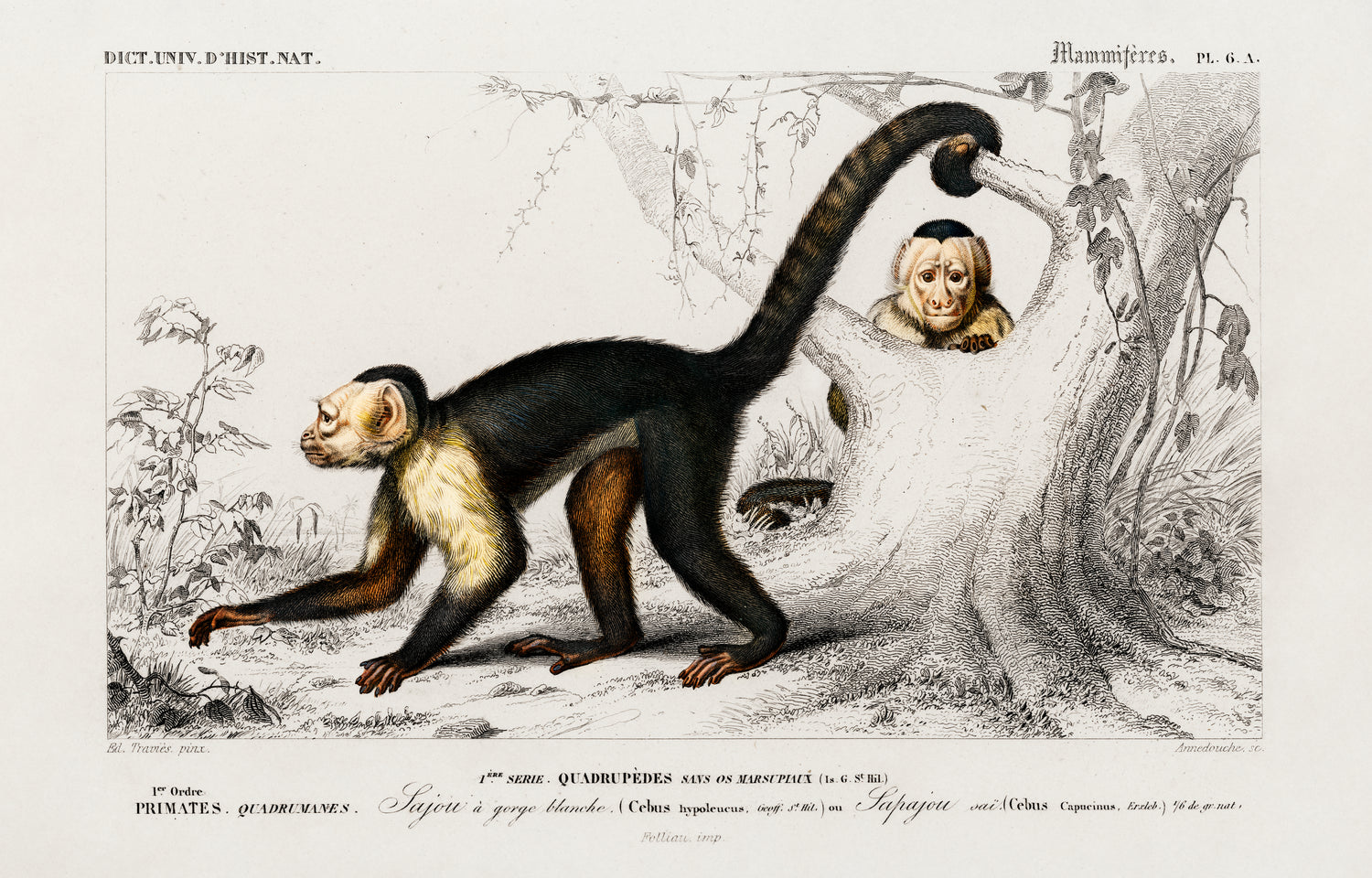 White-headed capuchin (Cebus Hypoleucus) (1892) by Charles Dessalines D' Orbigny