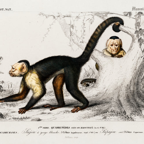 White-headed capuchin (Cebus Hypoleucus) (1892) by Charles Dessalines D' Orbigny