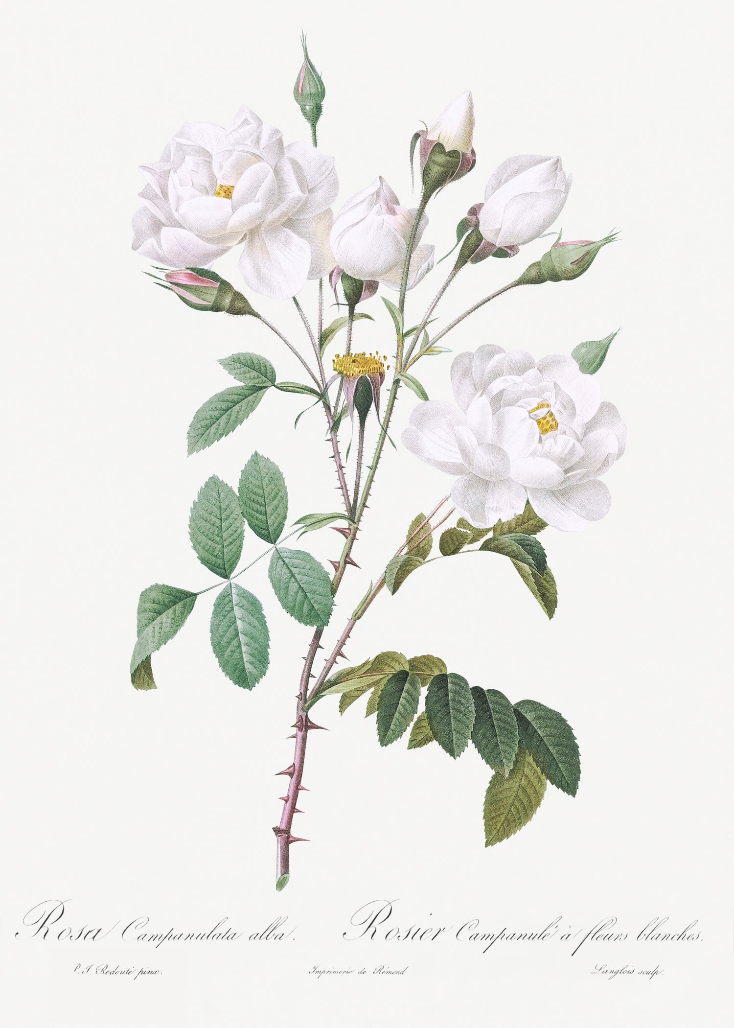 Les Roses (1817-1824) by Pierre-Joseph Redouté