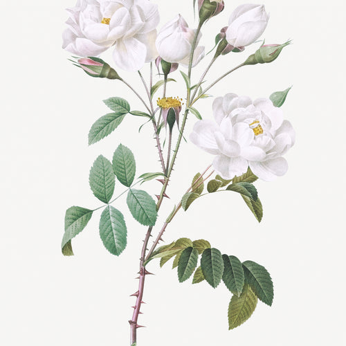 Les Roses (1817-1824) by Pierre-Joseph Redouté