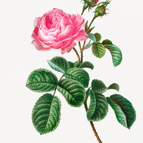 Cabbage rose (Rosa centifolia) from Traité des Arbres et Arbustes que l’on cultive en France en pleine terre (1801-1819) by Pierre-Joseph Redouté