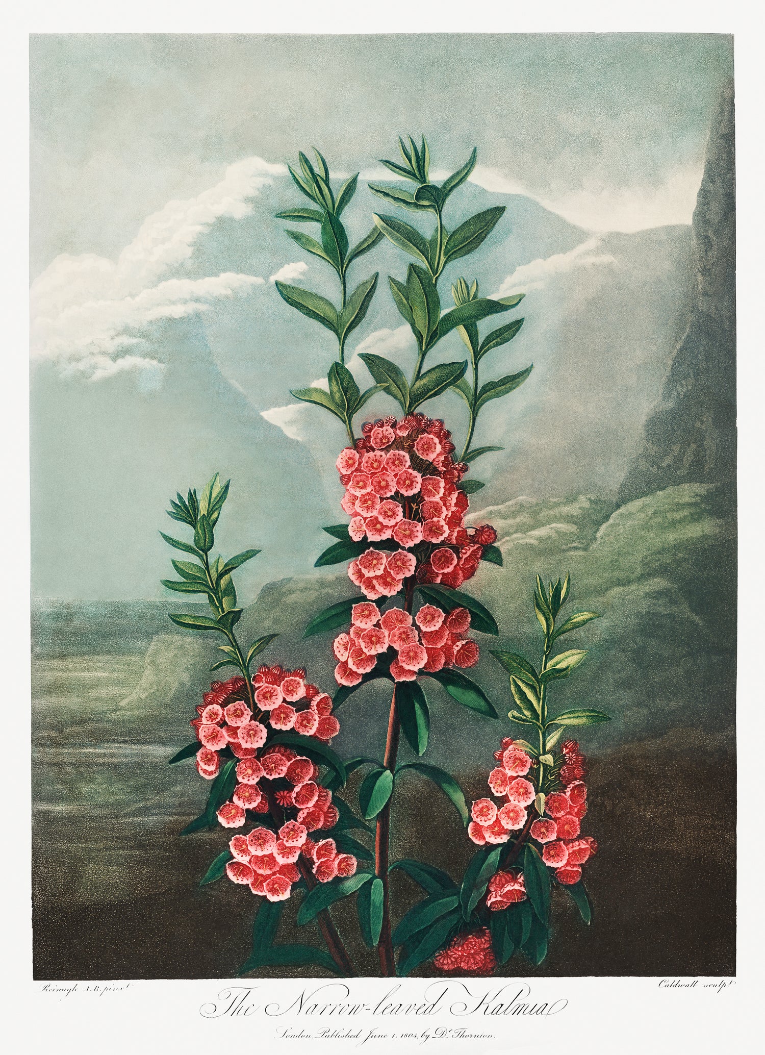 The Narrow-Leaved Kalmia from The Temple of Flora (1807) by Robert John Thornton