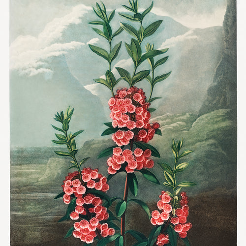 The Narrow-Leaved Kalmia from The Temple of Flora (1807) by Robert John Thornton