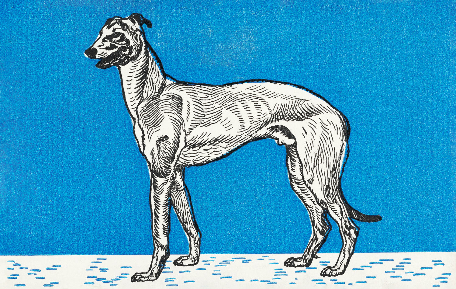 Greyhound (1912) by Moriz Jung