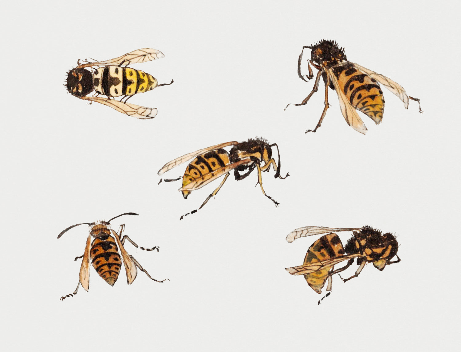 Studies of wasps (1877-1924) by Julie de Graag