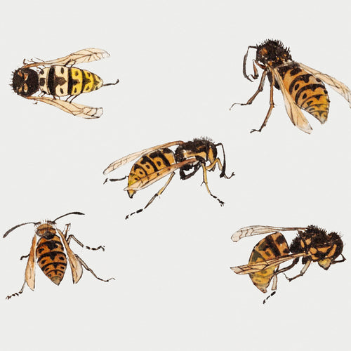 Studies of wasps (1877-1924) by Julie de Graag