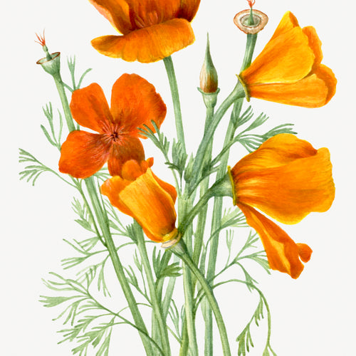 California Poppy (Eschscholtzia californica) (1935) by Mary Vaux Walcott