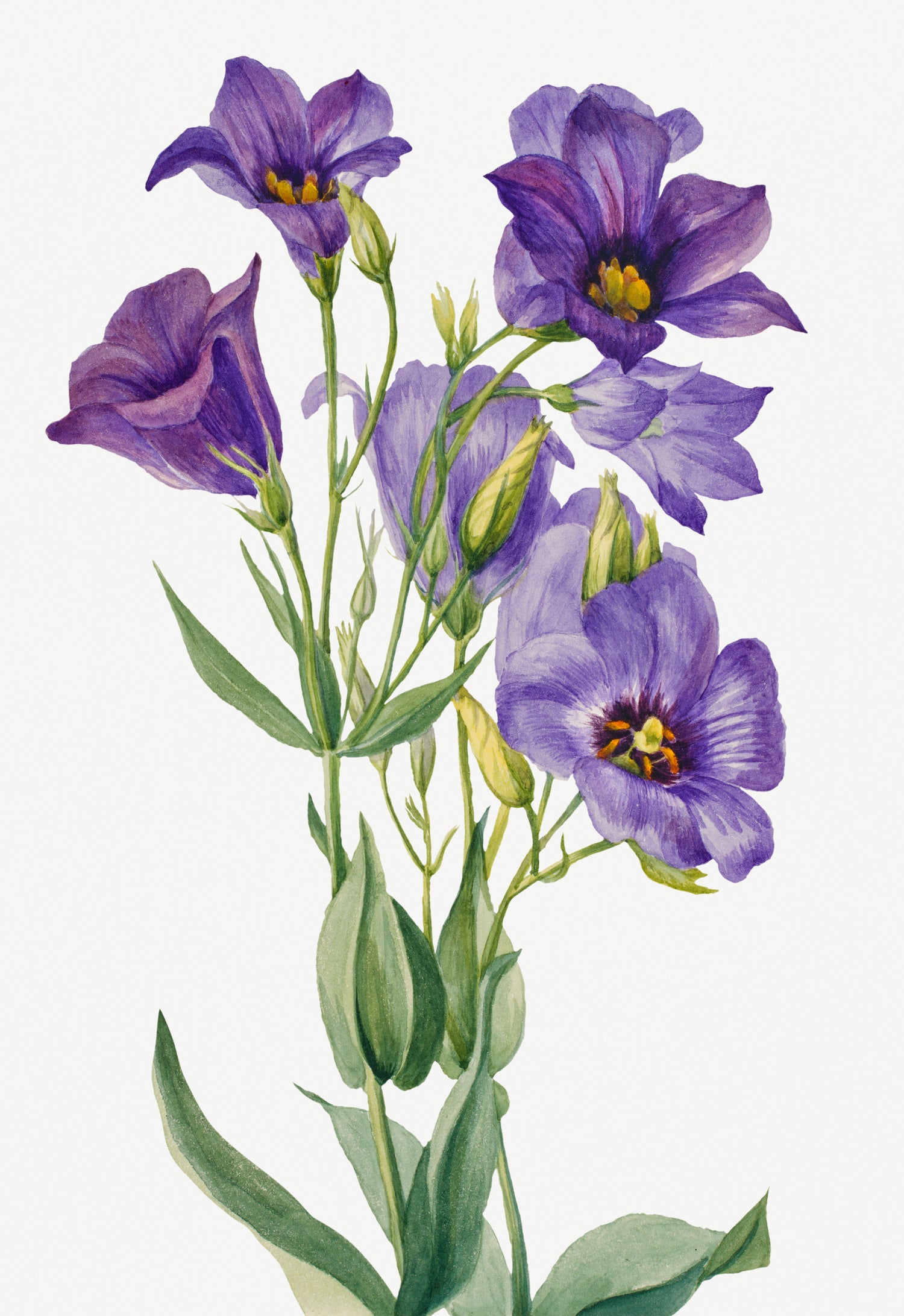 Eustoma russelianum (1930) by Mary Vaux Walcott