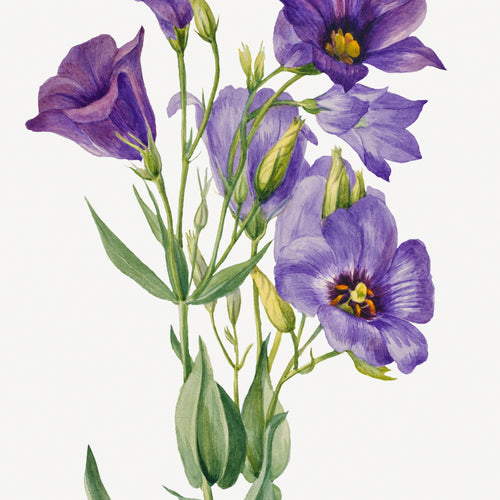 Eustoma russelianum (1930) by Mary Vaux Walcott