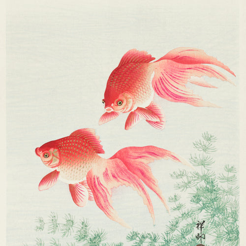 Two veil goldfish (1926) by Ohara Koson