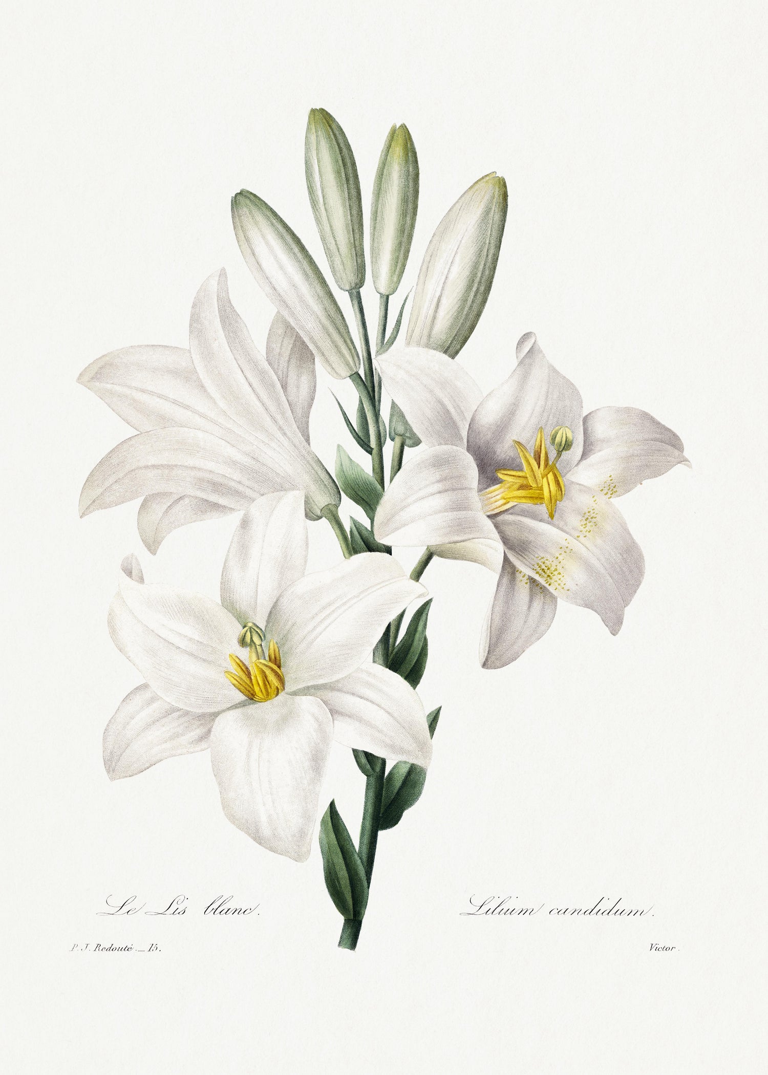 Madonna Lily from Choix des plus belles fleurs (1827) by Pierre-Joseph Redouté