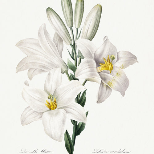 Madonna Lily from Choix des plus belles fleurs (1827) by Pierre-Joseph Redouté