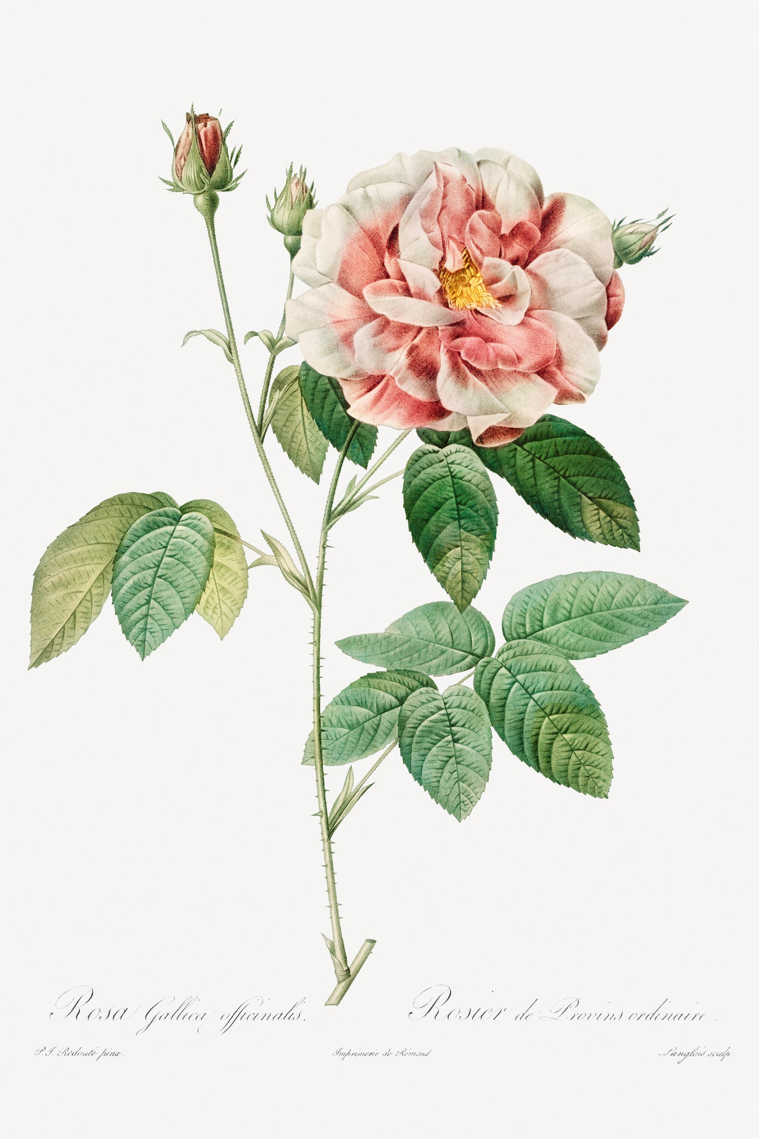 Rosa Gallica (1817-1824) by Pierre-Joseph Redouté; Henry Joseph Redouté