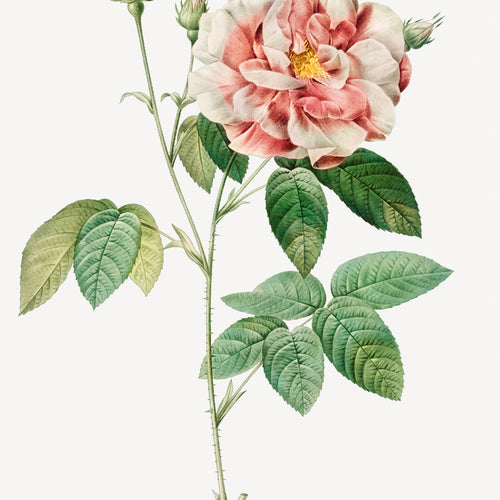 Rosa Gallica (1817-1824) by Pierre-Joseph Redouté; Henry Joseph Redouté