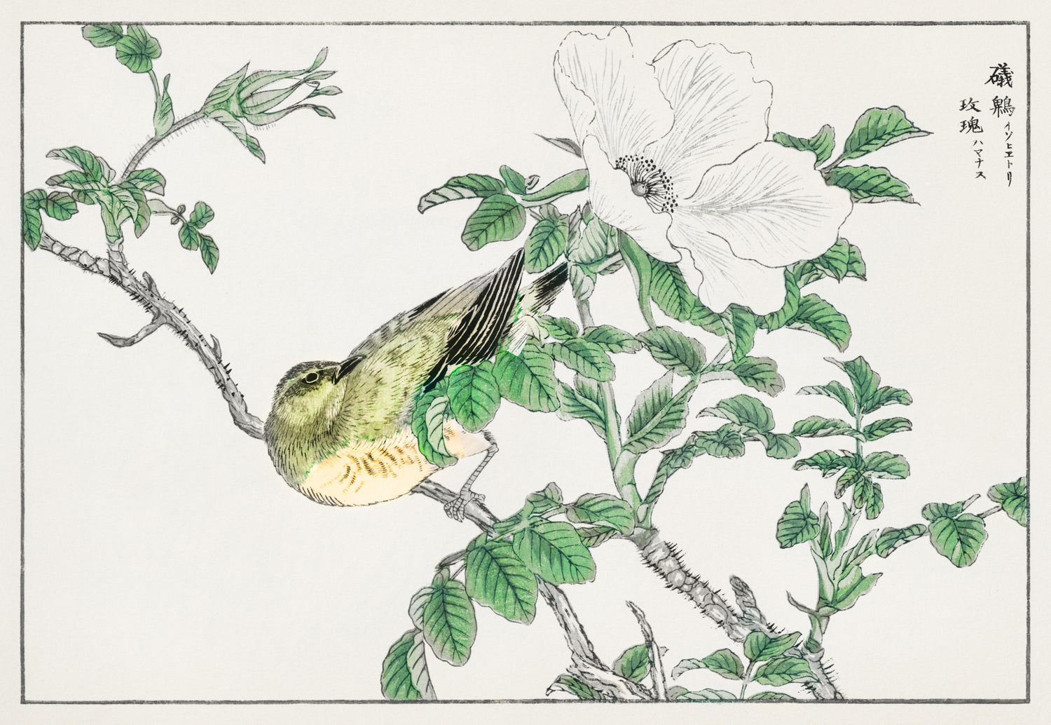 Pictorial Monograph of Birds (1885) by Numata Kashu