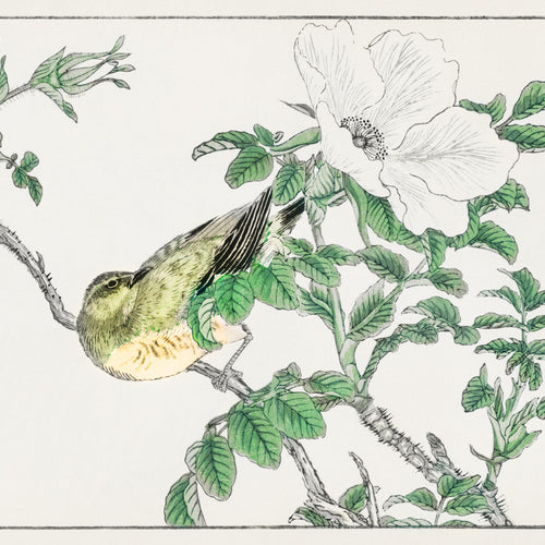 Pictorial Monograph of Birds (1885) by Numata Kashu