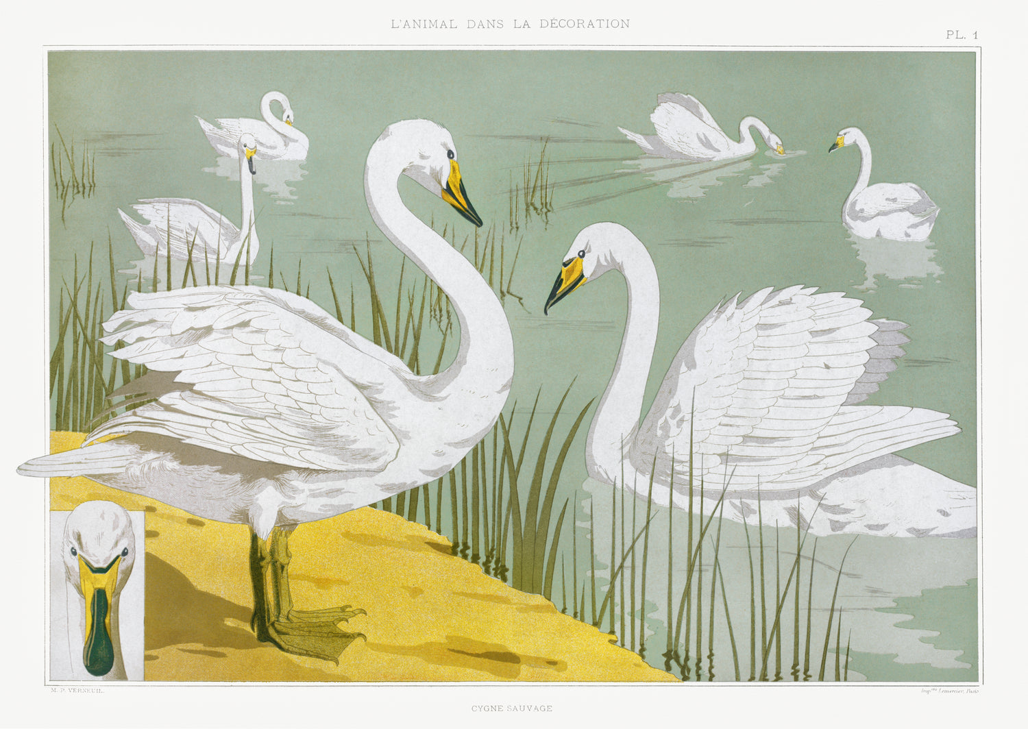 Cygne sauvage from L'animal dans la décoration (1897) by Maurice Pillard Verneuil