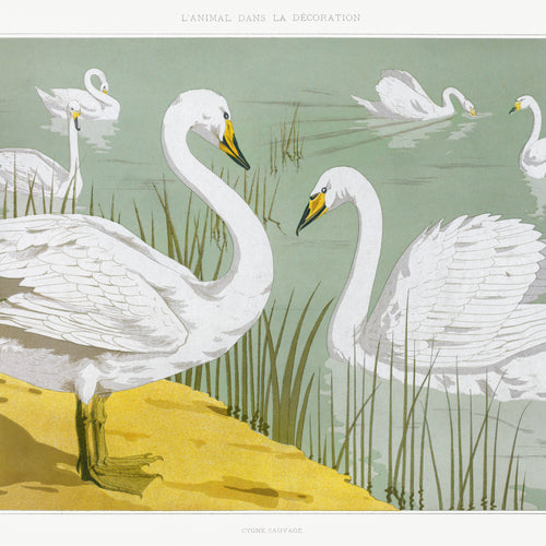 Cygne sauvage from L'animal dans la décoration (1897) by Maurice Pillard Verneuil