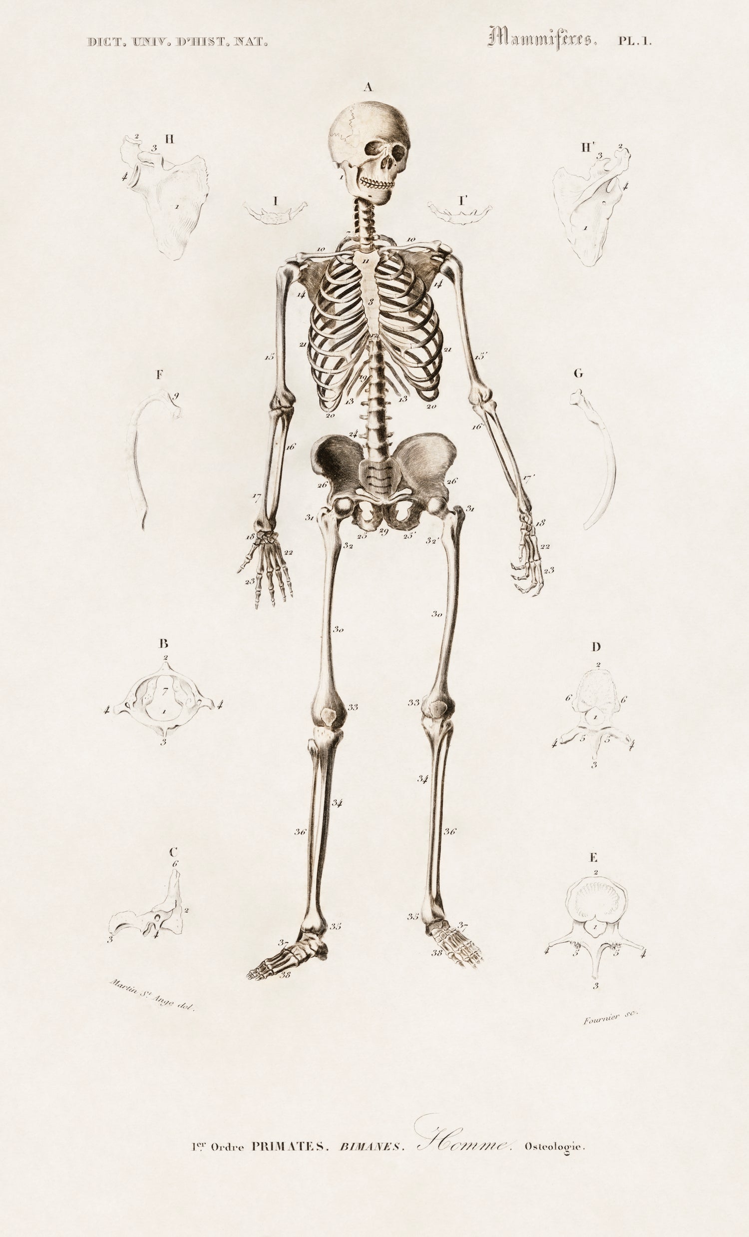 Human skeleton (1892) by Charles Dessalines D' Orbigny