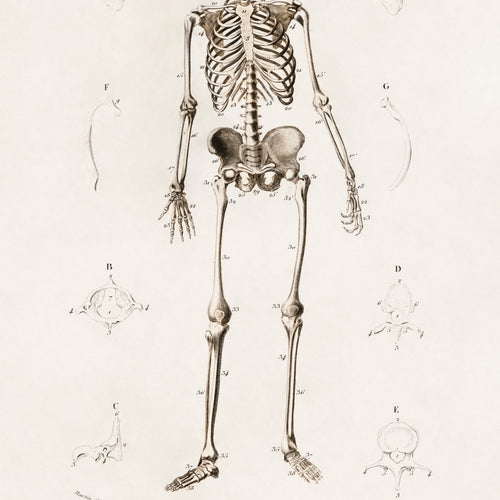 Human skeleton (1892) by Charles Dessalines D' Orbigny