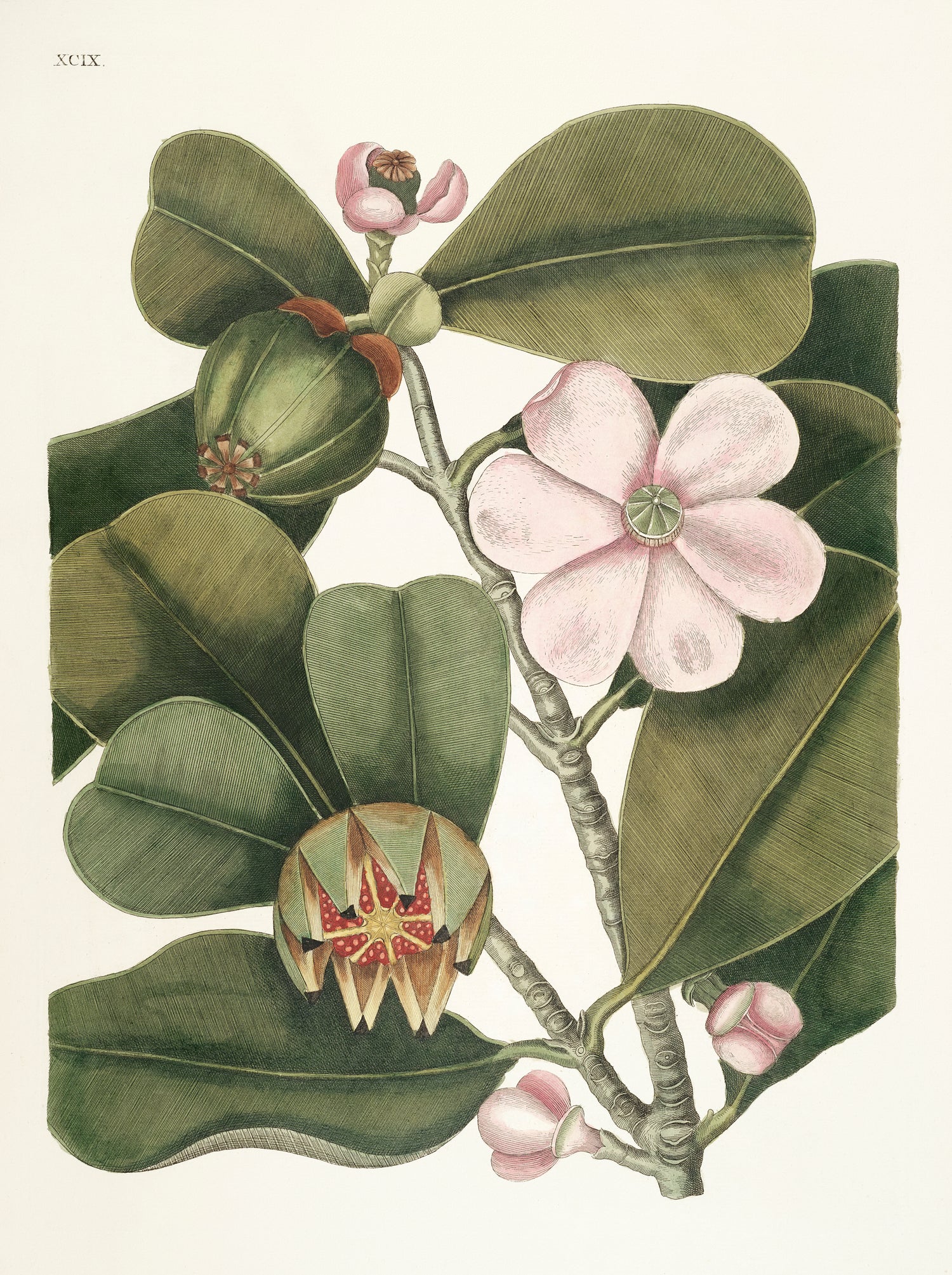 Balsam Tree (Cenchramidea Arbor) from The natural history of Carolina, Florida, and the Bahama Islands (1754) by Mark Catesby