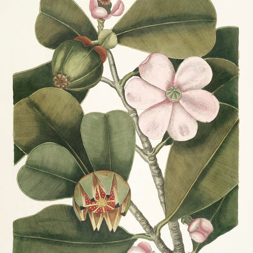 Balsam Tree (Cenchramidea Arbor) from The natural history of Carolina, Florida, and the Bahama Islands (1754) by Mark Catesby