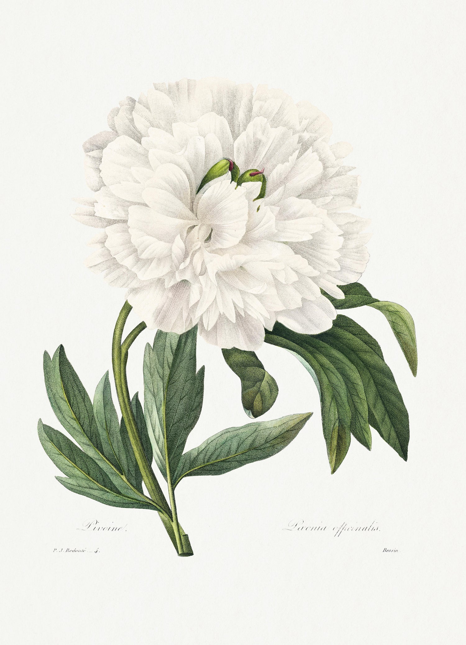 Choix des plus belles fleurs (1827) by Pierre-Joseph Redouté