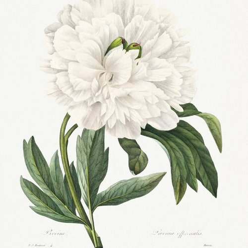 Choix des plus belles fleurs (1827) by Pierre-Joseph Redouté