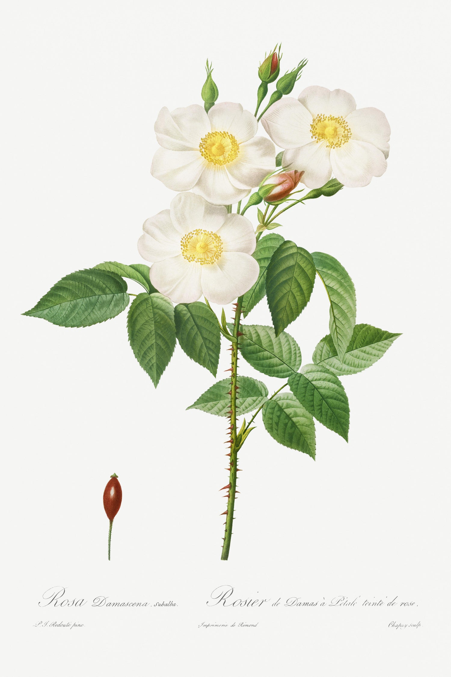 Rosa Damascena, Subalba (1817-1824) by Pierre-Joseph Redouté and Henry Joseph Redouté