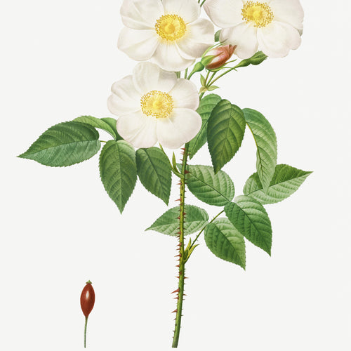 Rosa Damascena, Subalba (1817-1824) by Pierre-Joseph Redouté and Henry Joseph Redouté