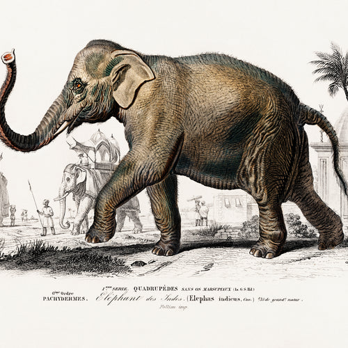 Asiatic elephant (Elephas maximus) indicus (1892) by Charles Dessalines D' Orbigny