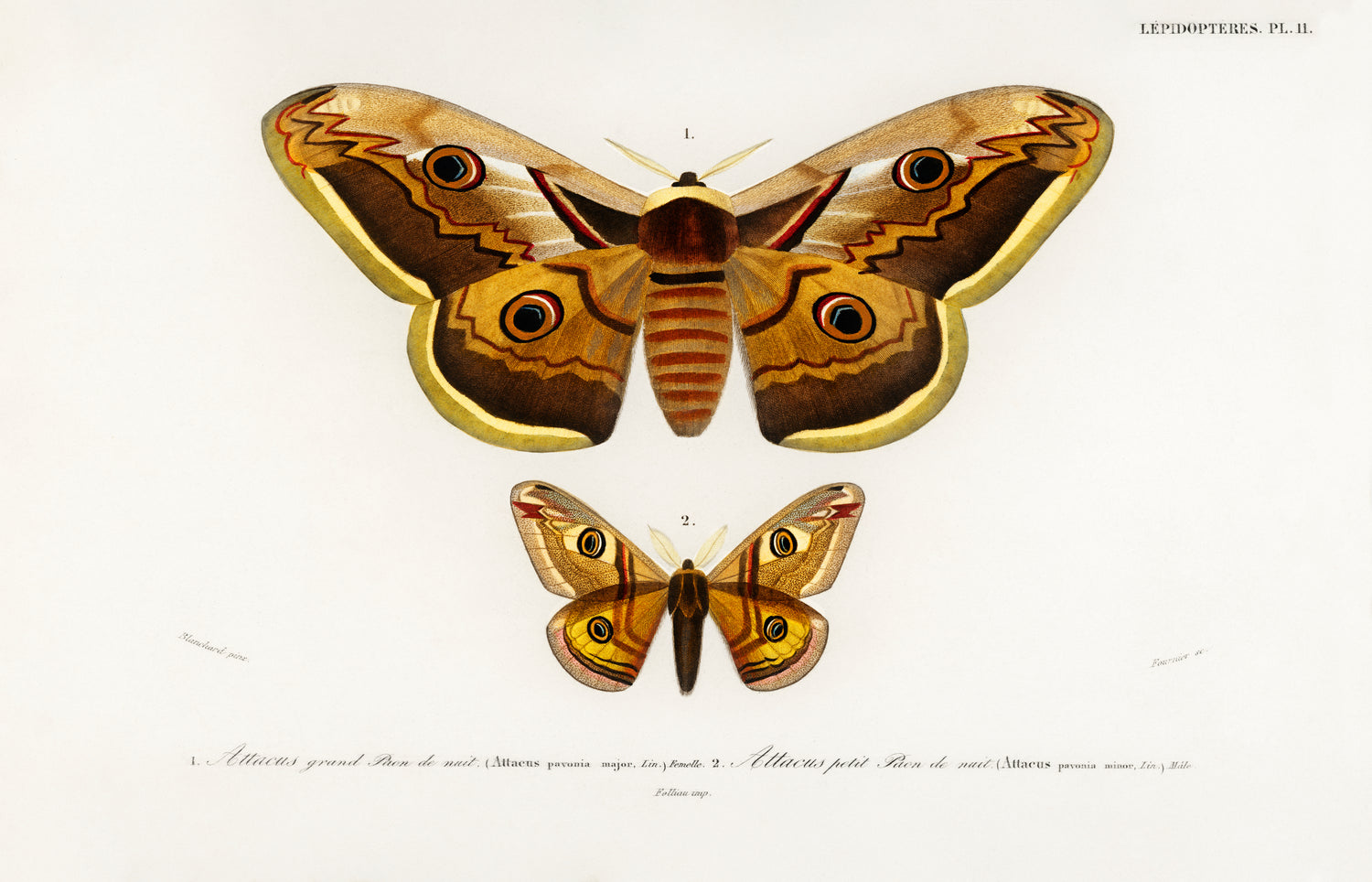 Emporor moths (1892) by Charles Dessalines D' Orbigny