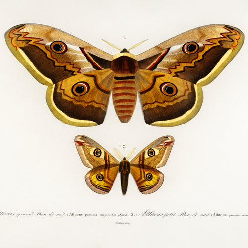 Emporor moths (1892) by Charles Dessalines D' Orbigny