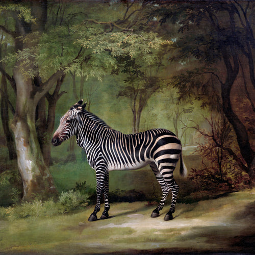 Zebra (1763) by George Stubbs