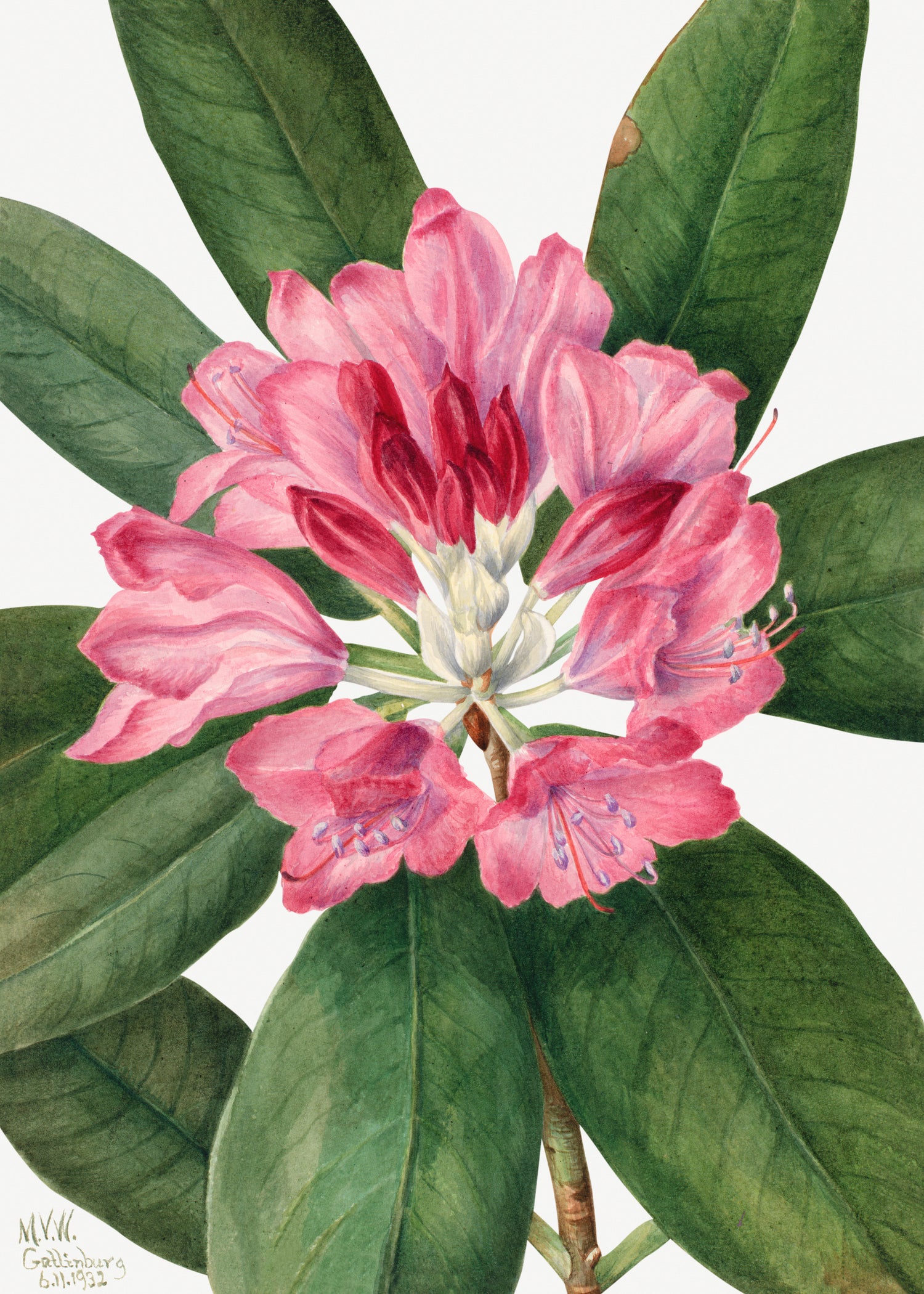 Mountain Rose Bay (Rhododendron catawbiense) (1932) by Mary Vaux Walcott