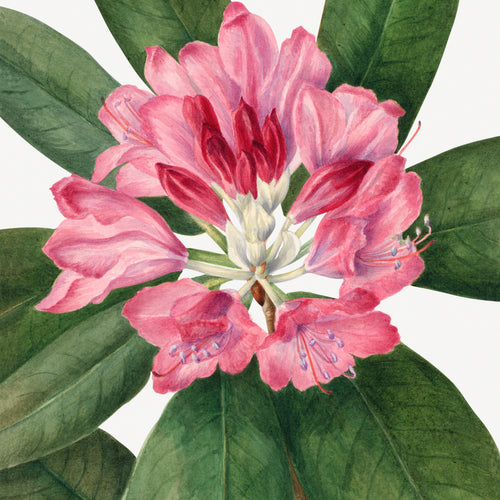 Mountain Rose Bay (Rhododendron catawbiense) (1932) by Mary Vaux Walcott