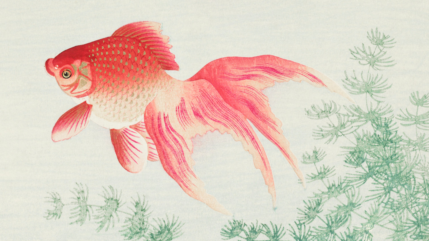 Two veil goldfish (ca.1900-1930) by Ohara Koson