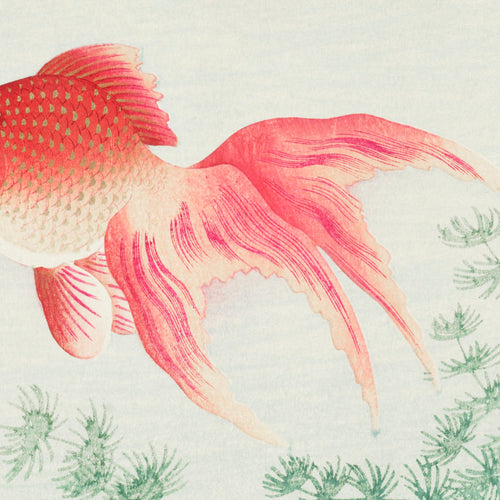 Two veil goldfish (ca.1900-1930) by Ohara Koson