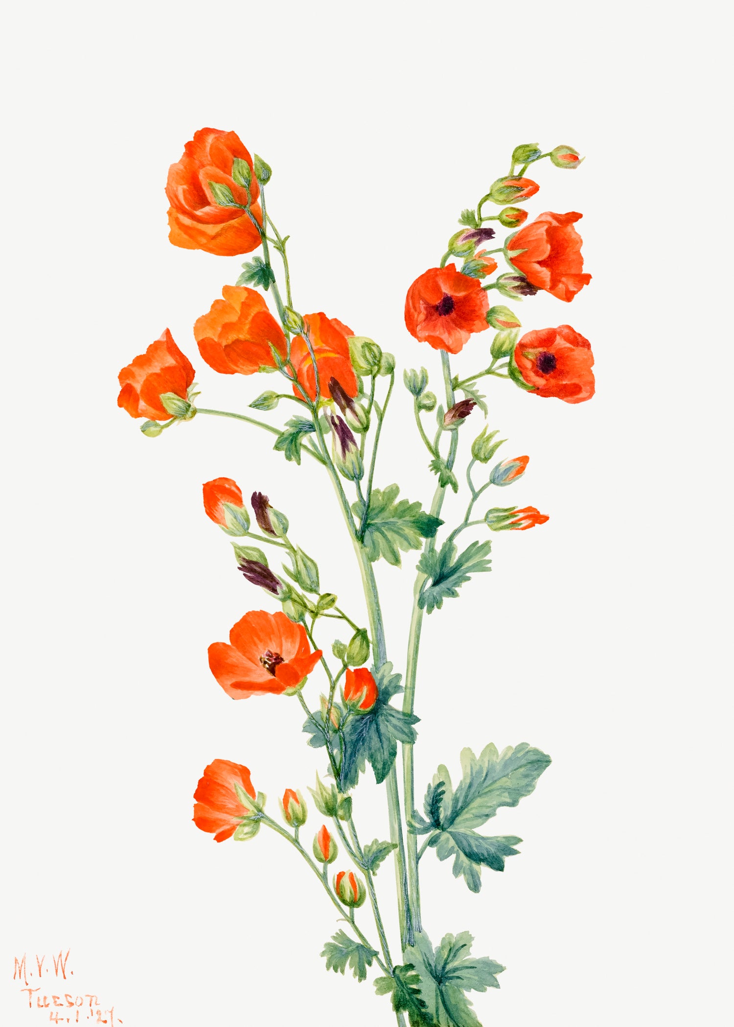 Scarlet Globe Mallow (Sphaeralcea grossulariaefolia) (1927) by Mary Vaux Walcott