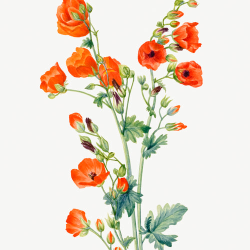 Scarlet Globe Mallow (Sphaeralcea grossulariaefolia) (1927) by Mary Vaux Walcott