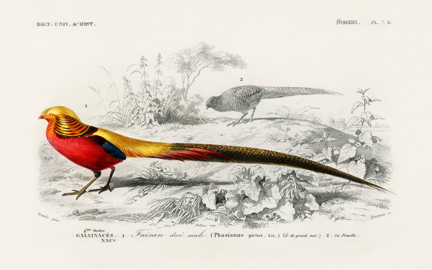 Male golden pheasant (1892) by Charles Dessalines D' Orbigny