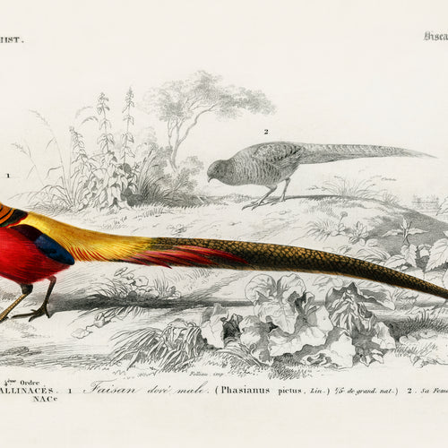 Male golden pheasant (1892) by Charles Dessalines D' Orbigny