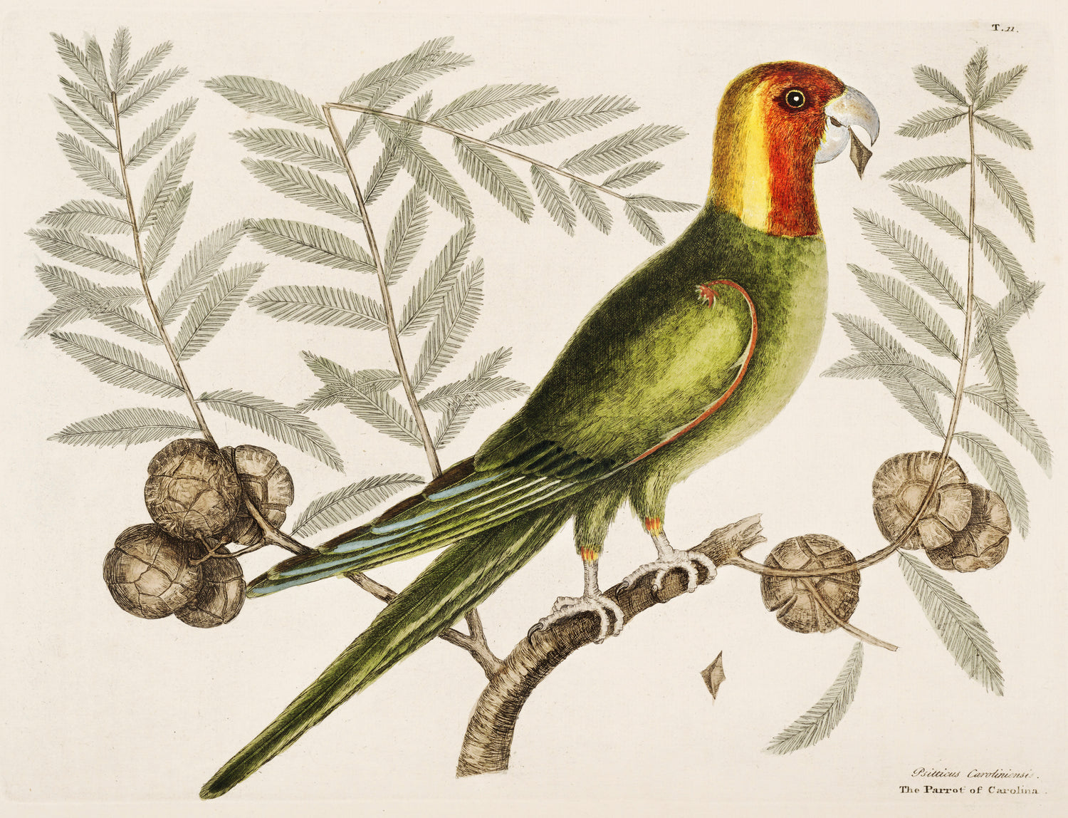 Parrot of Carolina (Psitticus Caroliniensis) from The Natural History of Carolina, Florida, and the Bahama Islands (1754) by Mark Catesby