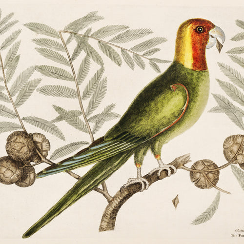 Parrot of Carolina (Psitticus Caroliniensis) from The Natural History of Carolina, Florida, and the Bahama Islands (1754) by Mark Catesby